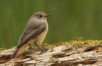 Gekraagde Roodstaart - Redstart