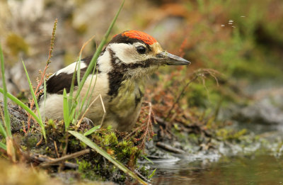 Grote Bonte Specht - Great Spotted Woodpecker