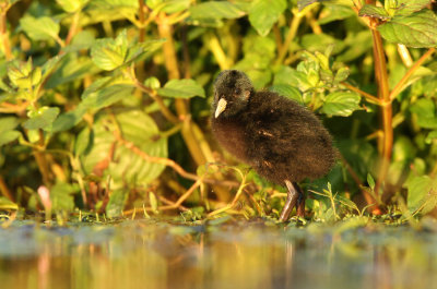 Waterral - Water Rail