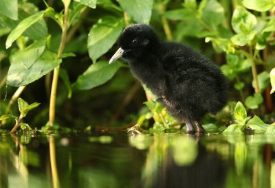 Waterral - Water Rail