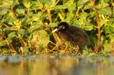 Waterral - Water Rail