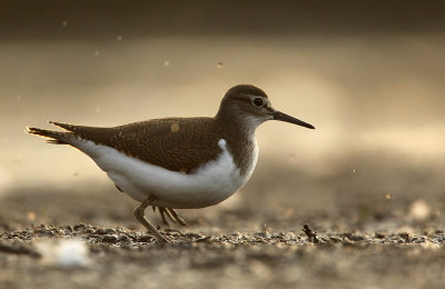 Oeverloper - Common Sandpiper