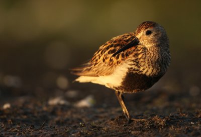 Bonte Strandloper - Dunlin