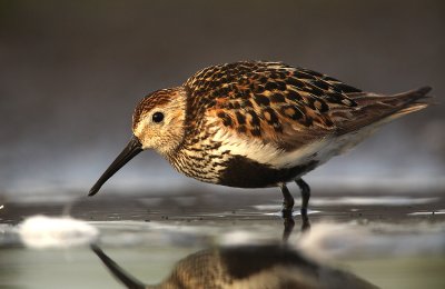 Bonte Strandloper - Dunlin