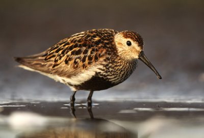 Bonte Strandloper - Dunlin