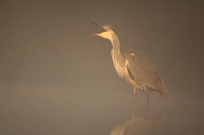 Blauwe Reiger - Grey Heron