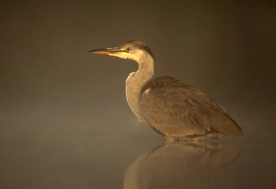Blauwe Reiger - Grey Heron