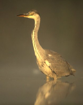 Blauwe Reiger - Grey Heron