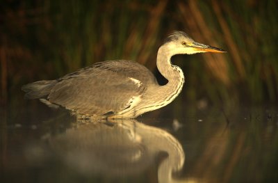 Blauwe Reiger - Grey Heron
