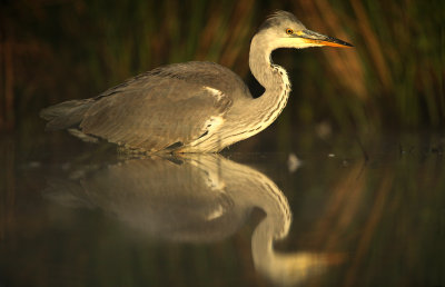 Blauwe Reiger - Grey Heron