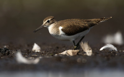 Oeverloper - Common Sandpiper