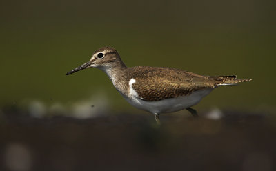 Oeverloper - Common Sandpiper