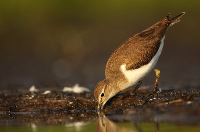 Oeverloper - Common Sandpiper