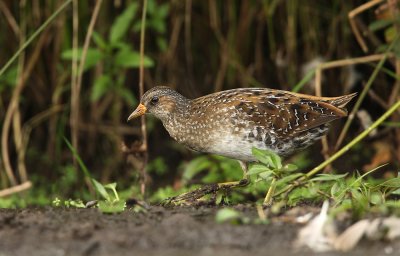 Porseleinhoen - Spotted Crake