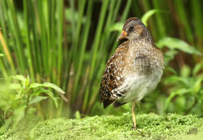 Porseleinhoen - Spotted Crake