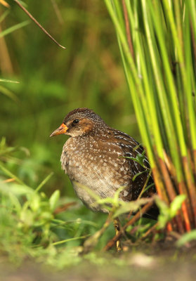 Porseleinhoen - Spotted Crake