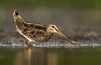 Common Snipe