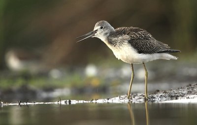 Groenpootruiter - Greenshank