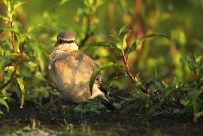 Tapuit - Common Wheatear