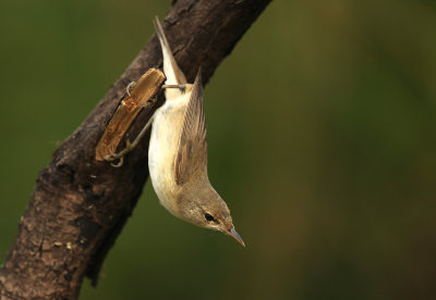 Kleine Karekiet - Reed Warbler