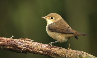 Reed Warbler