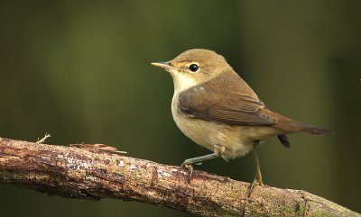 Kleine Karekiet - Reed Warbler