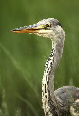 Blauwe Reiger - Grey Heron