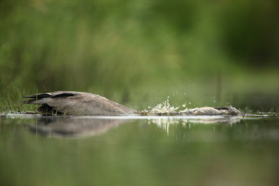Blauwe Reiger - Grey Heron