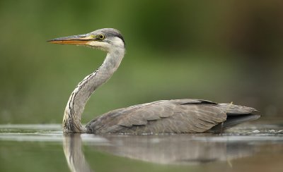 Blauwe Reiger - Grey Heron