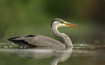 Blauwe Reiger - Grey Heron
