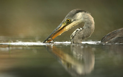 Blauwe Reiger - Grey Heron