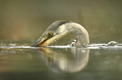 Blauwe Reiger - Grey Heron