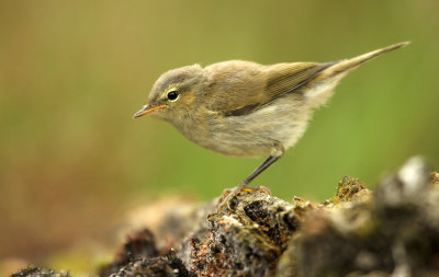 Tjiftjaf - Chiffchaff