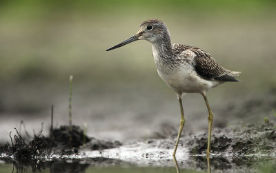 Groenpootruiter - Greenshank