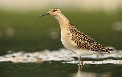 Kemphaan - Ruff