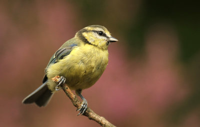 Pimpelmees - Blue Tit