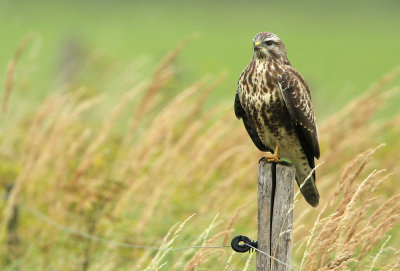 Buizerd - Buzzard