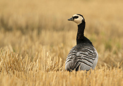 Brandgans - Barnacle Goose