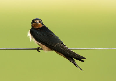 Boerenzwaluw - Barn Swallow