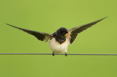 Boerenzwaluw - Barn Swallow
