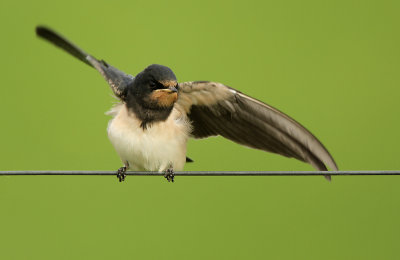 Boerenzwaluw - Barn Swallow