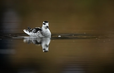 Grauwe Franjepoot - Red-necked Phalarope