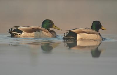 Mallard - Anas platyrhynchos