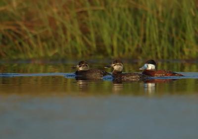 Ruddy duck - Oxyura jamaicensis -