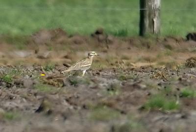 Stone Curlew - Burhinus oedicnemus - Brecht, 04/05/06