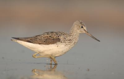 Greenshank - Tringa nebularia