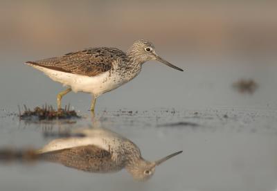 Greenshank - Tringa nebularia