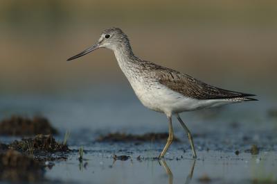 Greenshank - Tringa nebularia