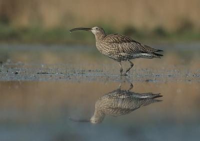 Curlew - Numenius arquata