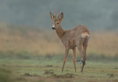 Roe deer - Capreolus capreolus - 17/05/06